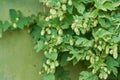 Detail of hop cones in the hop field. Royalty Free Stock Photo