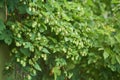 Detail of hop cones in the hop field. Royalty Free Stock Photo