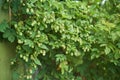 Detail of hop cones in the hop field. Royalty Free Stock Photo