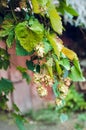 Detail of hop cones in the hop field Royalty Free Stock Photo