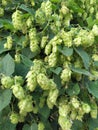 Detail of hop cones in the hop field leavs green Royalty Free Stock Photo