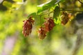 Detail of hop cones in the hop field Royalty Free Stock Photo