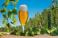 Detail of hop field befor harvest. Royalty Free Stock Photo