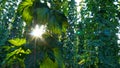 Detail of Hop Field During Vegetation Royalty Free Stock Photo