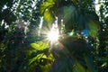 Detail of hop field during vegetation Royalty Free Stock Photo