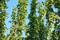 Detail of hop field during vegetation. Royalty Free Stock Photo