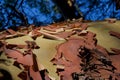 Detail of horizontal trunk of arbutus tree showing its peeling, papery bark