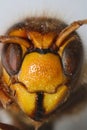 Detail of Hornet head and eyes