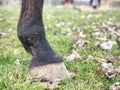 Detail horse feet on the grassy ground. Unshod hoof