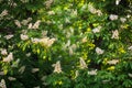 Detail of horse-chestnut leaves and blossoms in a warm morning light. Royalty Free Stock Photo