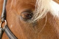 Detail of the horse eye, ZOO, PlzeÃË (Pilsen), Czech Republic Royalty Free Stock Photo