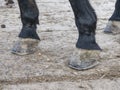 Detail horse feet on the grassy ground. Unshod hoof