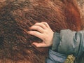 Detail of horse fur growth and composition