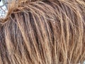 Detail of horse fur growth and composition