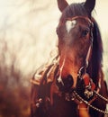Detail of a horse head in a landscape, closeup portrait Royalty Free Stock Photo