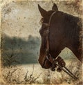 Detail of a horse head in a landscape, closeup portrait. Royalty Free Stock Photo