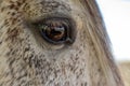Detail of horse mane and eye, white Lusitano mare, close up Royalty Free Stock Photo
