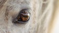 Detail of horse mane and eye, white Lusitano mare, close up Royalty Free Stock Photo