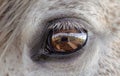 Detail of horse mane and eye, white Lusitano mare, close up Royalty Free Stock Photo