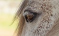 Detail of horse mane and eye, white Lusitano mare, close up Royalty Free Stock Photo