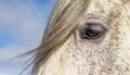 Detail of horse mane and eye, white Lusitano mare, close up Royalty Free Stock Photo