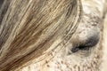 Detail of horse mane, white Lusitano mare, close up hair, closed eye Royalty Free Stock Photo