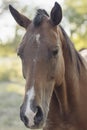 detail of horse`s head looking at camera