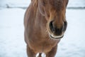 Detail of a horse`s nose, in the background is white snow Royalty Free Stock Photo