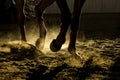 Legs of a horse training in the dust