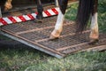 Loading a horse on a truck Royalty Free Stock Photo