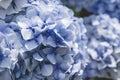 Detail of hortensia blue flowers Royalty Free Stock Photo