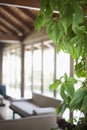 Detail of a house plant in a living room Royalty Free Stock Photo
