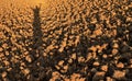 Human shadow on soil lump in rice field before plant rice