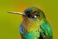 Detail of hummingbird glossy plumage. Fiery-throated Hummingbird, Panterpe insignis, colour bird sitting on larch branch. Mountain Royalty Free Stock Photo