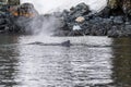 Detail of a humpback dorsal fin and blow hole Royalty Free Stock Photo