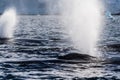 Detail of a humpback dorsal fin and blow hole Royalty Free Stock Photo