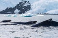 Detail of a humpback dorsal fin and blow hole Royalty Free Stock Photo