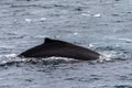 Detail of a humpback dorsal fin and blow hole Royalty Free Stock Photo