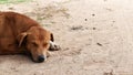 Hungry stray dog wait someone give food on dirty ground