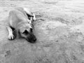 Hungry stray dog wait someone give food on dirty ground Royalty Free Stock Photo