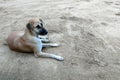 Hungry stray dog wait someone give food on dirty ground