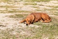 Hungry stray dog wait someone give food on dirty ground