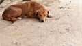 Hungry stray dog wait someone give food on dirty ground