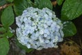 Detail of Hydrangea Macrophylia flowerheads purple flowers blooming. Closeup of Hydrangea macrophylia pale blue flowers bush.