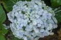 Detail of Hydrangea Macrophylia flowerheads purple flowers blooming. Closeup of Hydrangea macrophylia pale blue flowers bush.