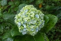 Detail of Hydrangea Macrophylia flowerheads white flowers blooming. Closeup of Hydrangea macrophylia pale white flowers bush.