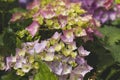 Detail of hydrangea macrophylia flowering plant blooming Royalty Free Stock Photo