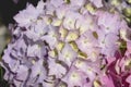 Detail of hydrangea macrophylia pink purple flowerhead