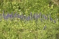 detail of Hyssopus officinalis plant in a meadow