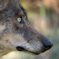 Detail of an iberian wolf Canis lupus signatus head